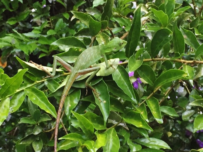 tabin wildlife reserve (10)