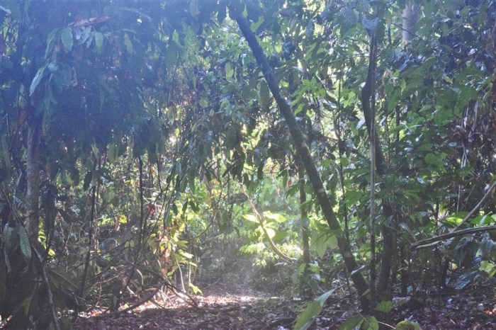 tabin wildlife reserve (16)