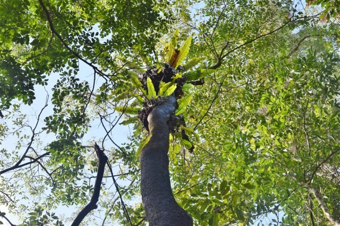 tabin wildlife reserve (21)