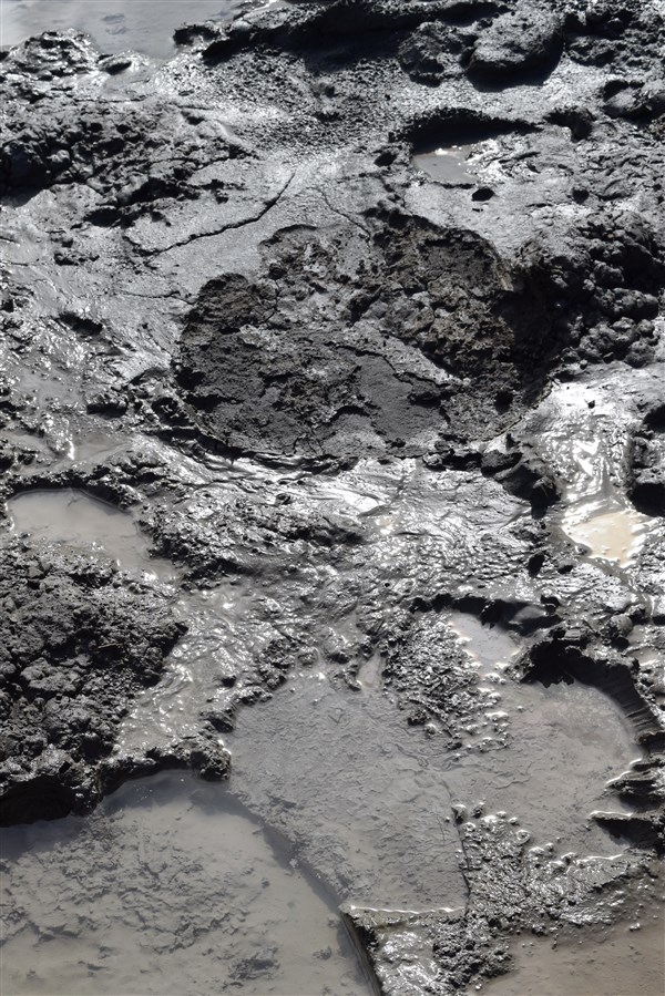 tabin wildlife reserve (22a) (1)