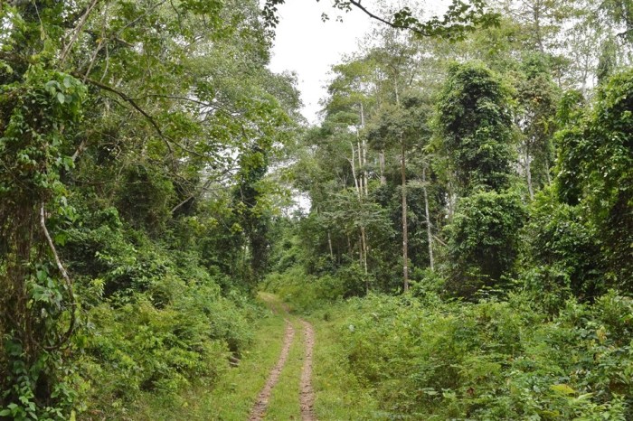 tabin wildlife reserve (30)