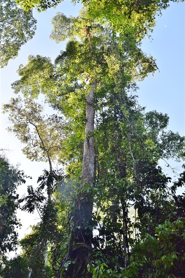 tabin wildlife reserve (43)