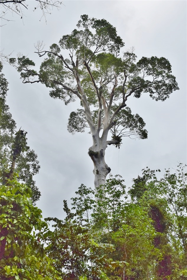 tabin wildlife reserve (47)