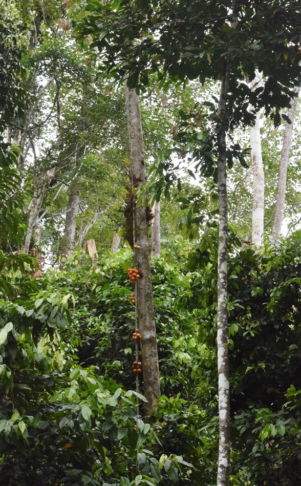 tabin wildlife reserve (48)