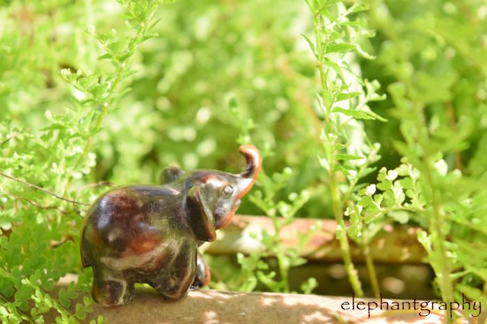 2 venturing into the forest