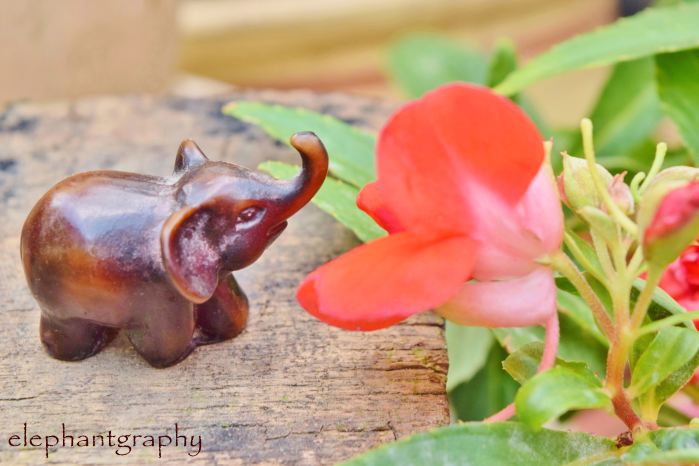 5 stop and smell the flower