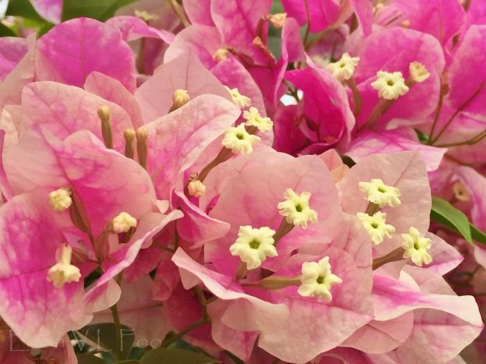 bougainvillea pink (1)