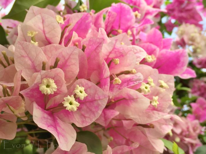 bougainvillea pink (2)