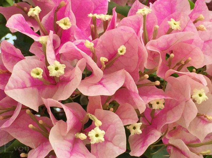 bougainvillea pink (3)