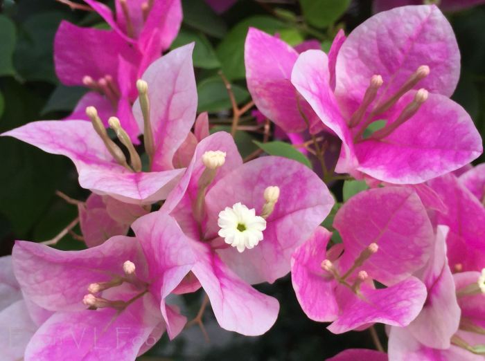 bougainvillea pink (4)