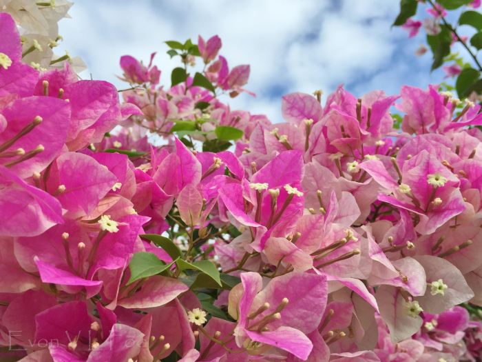 bougainvillea pink (5)