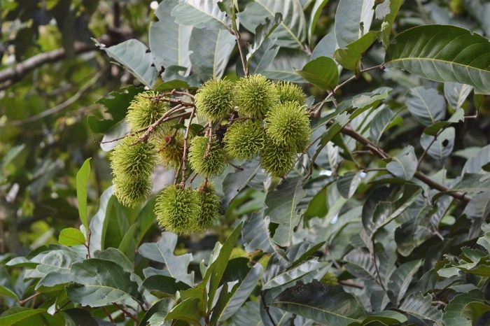 mission trip nabawan-tataluan day 1 (27)