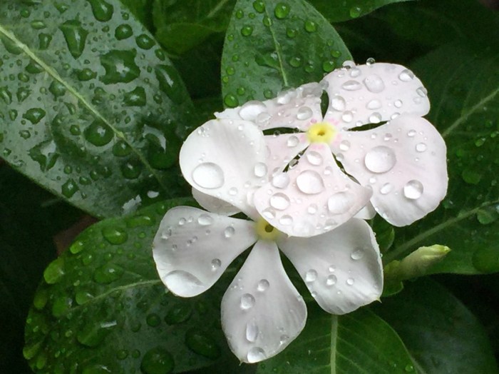 flowers and riandrops