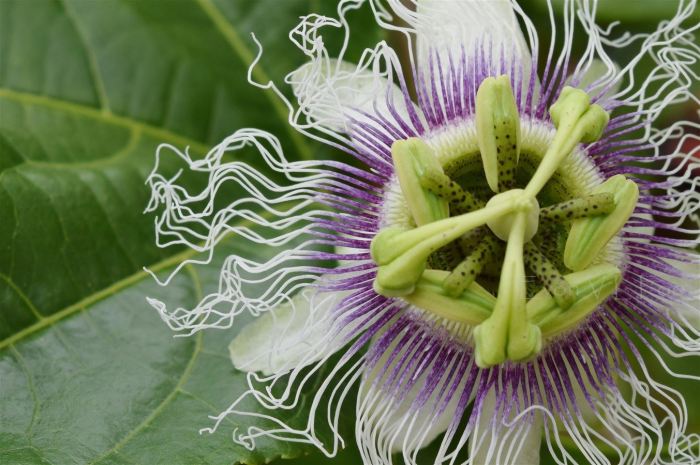 passion flower