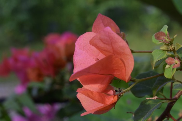 bougainvillea-8