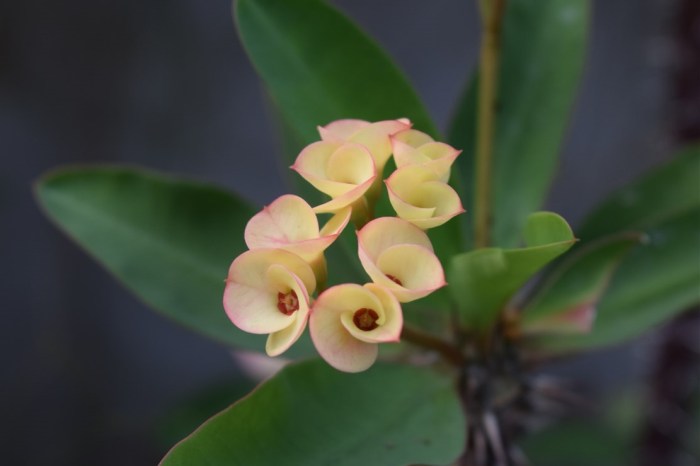 christ plant crown of thorns