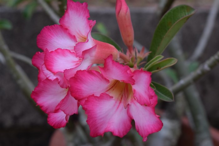 desert-rose-1
