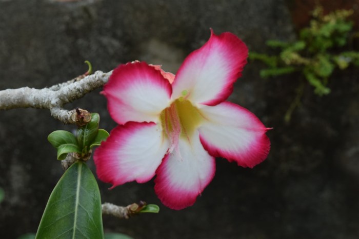 desert-rose-2
