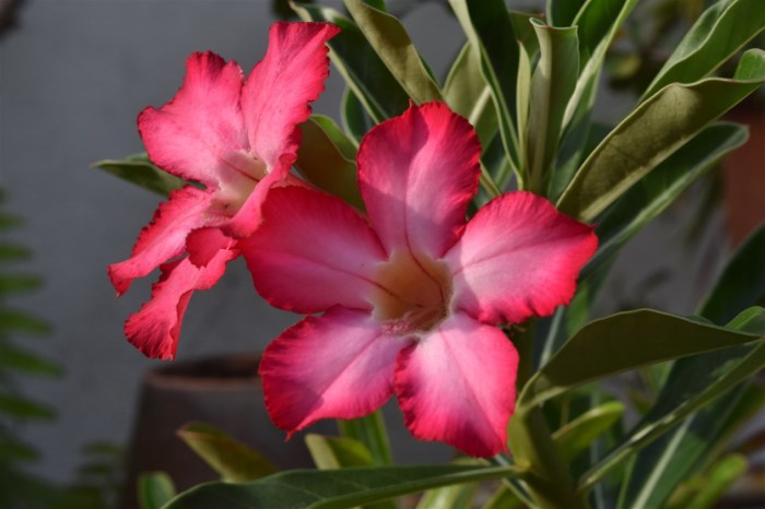 desert-rose-3