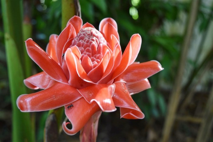flower-red-torch-ginger