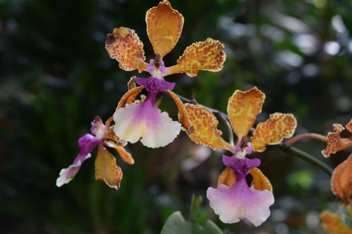 orchids-1