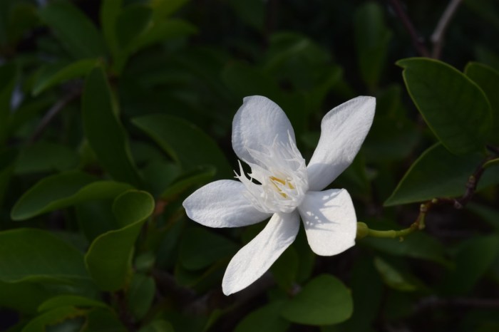 wrightia-arctic-snow