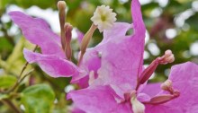 bougainvillea, trust God