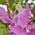 bougainvillea, trust God