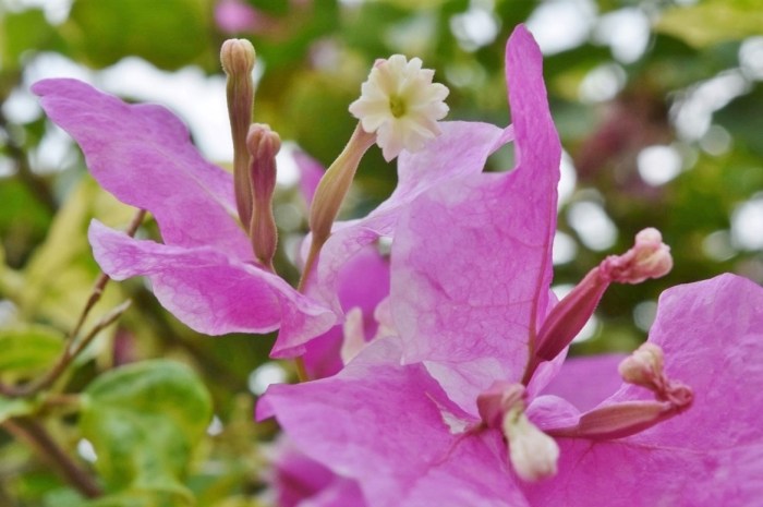 bougainvillea, trust God