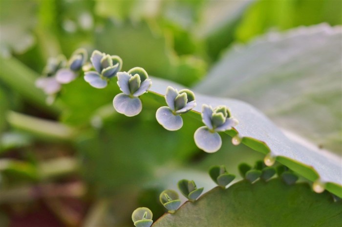bryophyllum mother of thousands