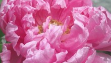 heze shandong, peonies