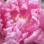 heze shandong, peonies