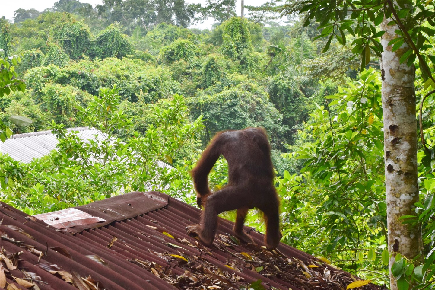 orangutan & sun bear (4)