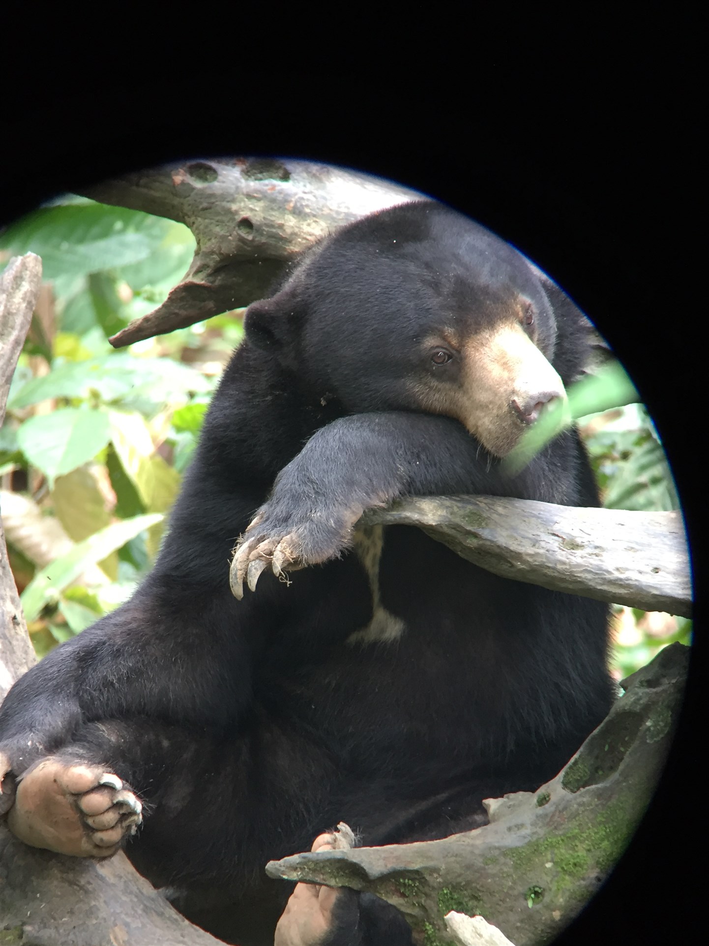 orangutan & sun bear (5)