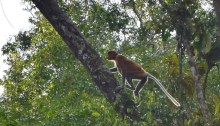sukau kinabatangan, wildlife, proboscis monkeys