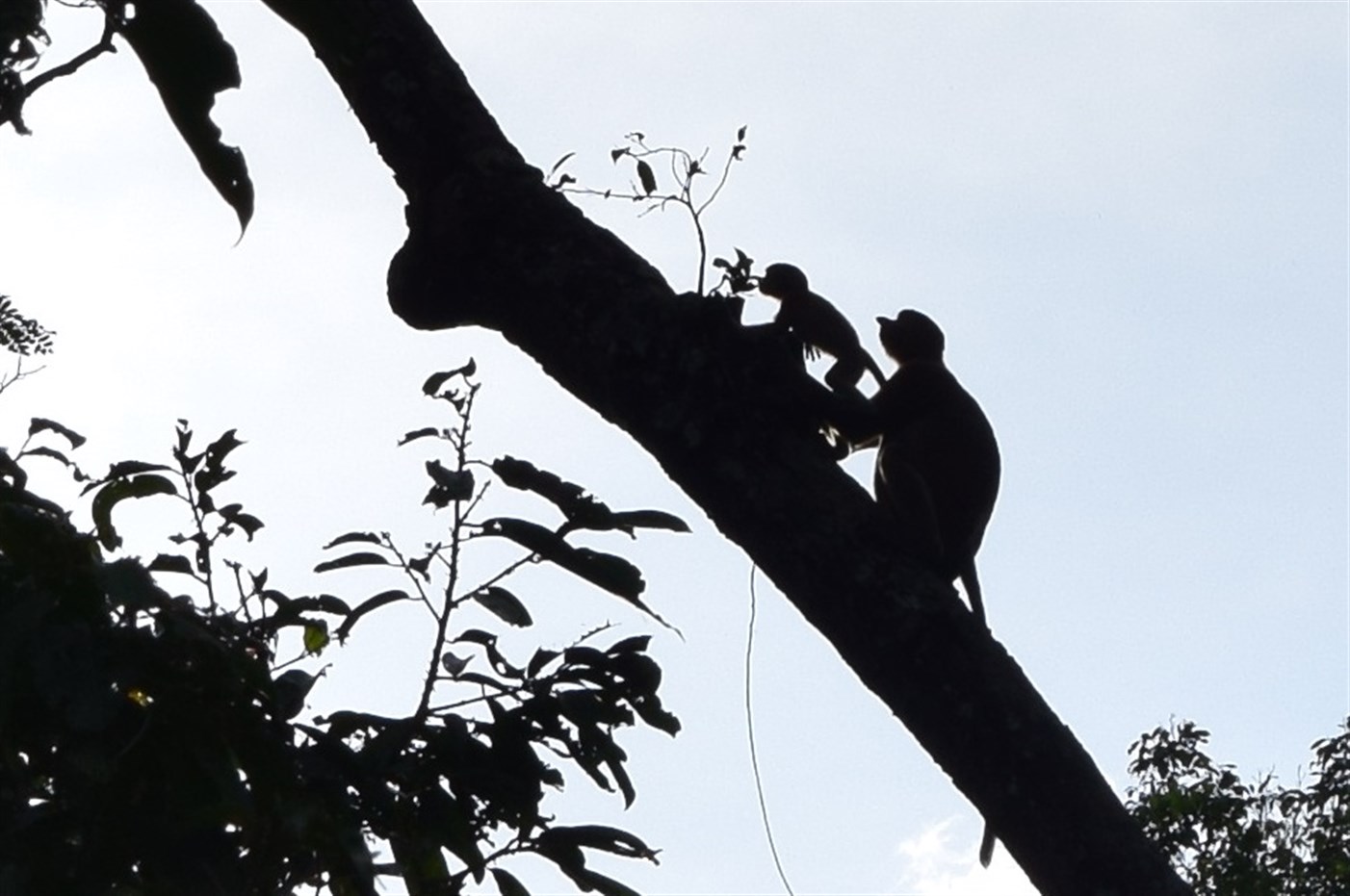 sukau kinabatangan (12)