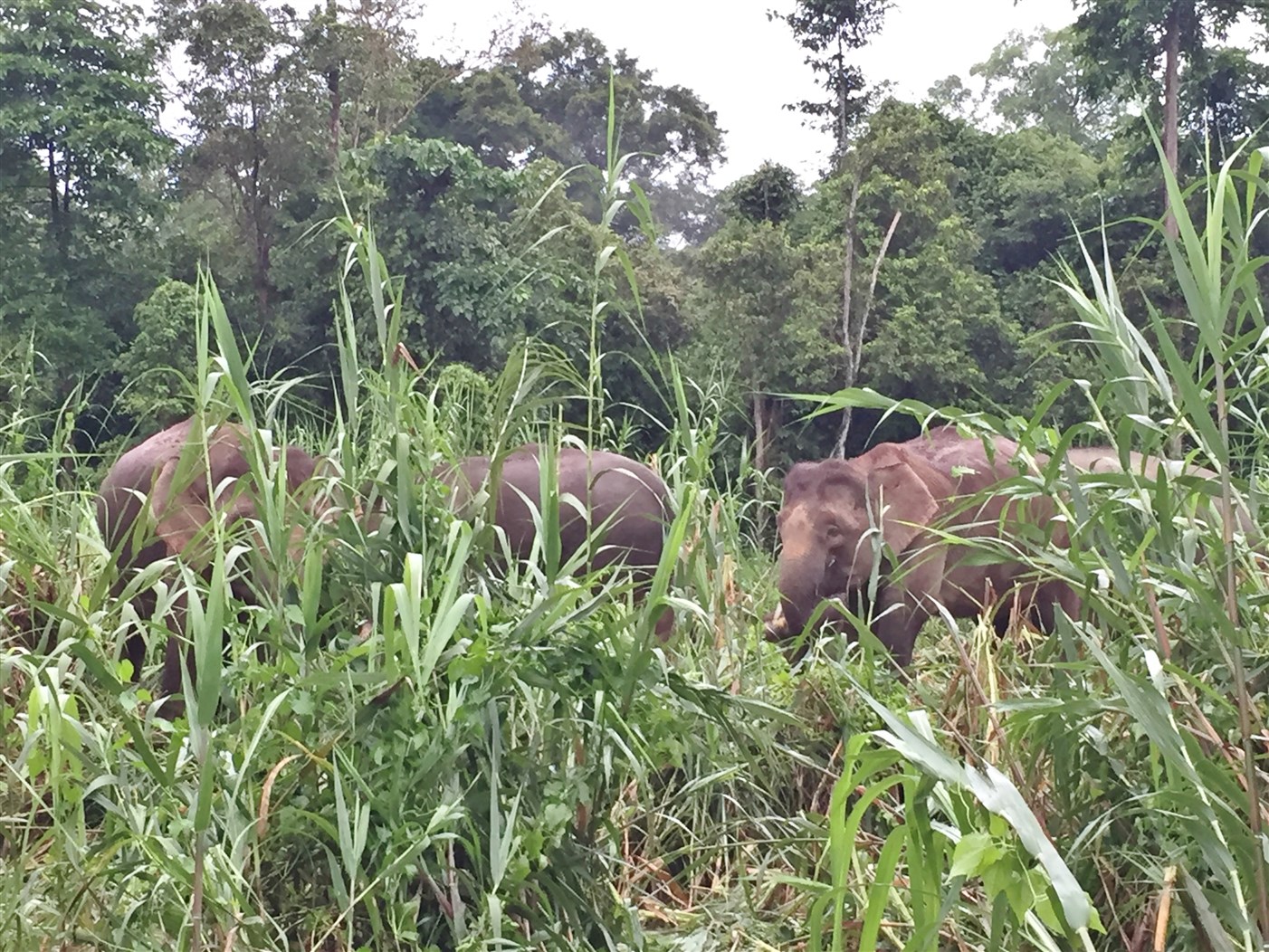 sukau kinabatangan (19)