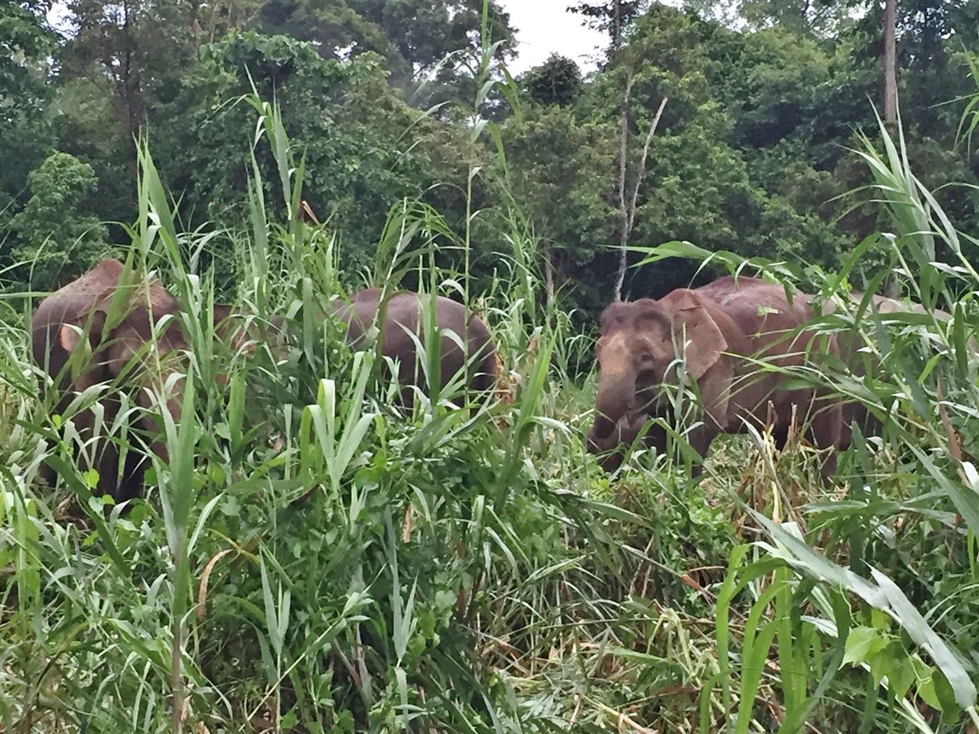 sukau kinabatangan (21)