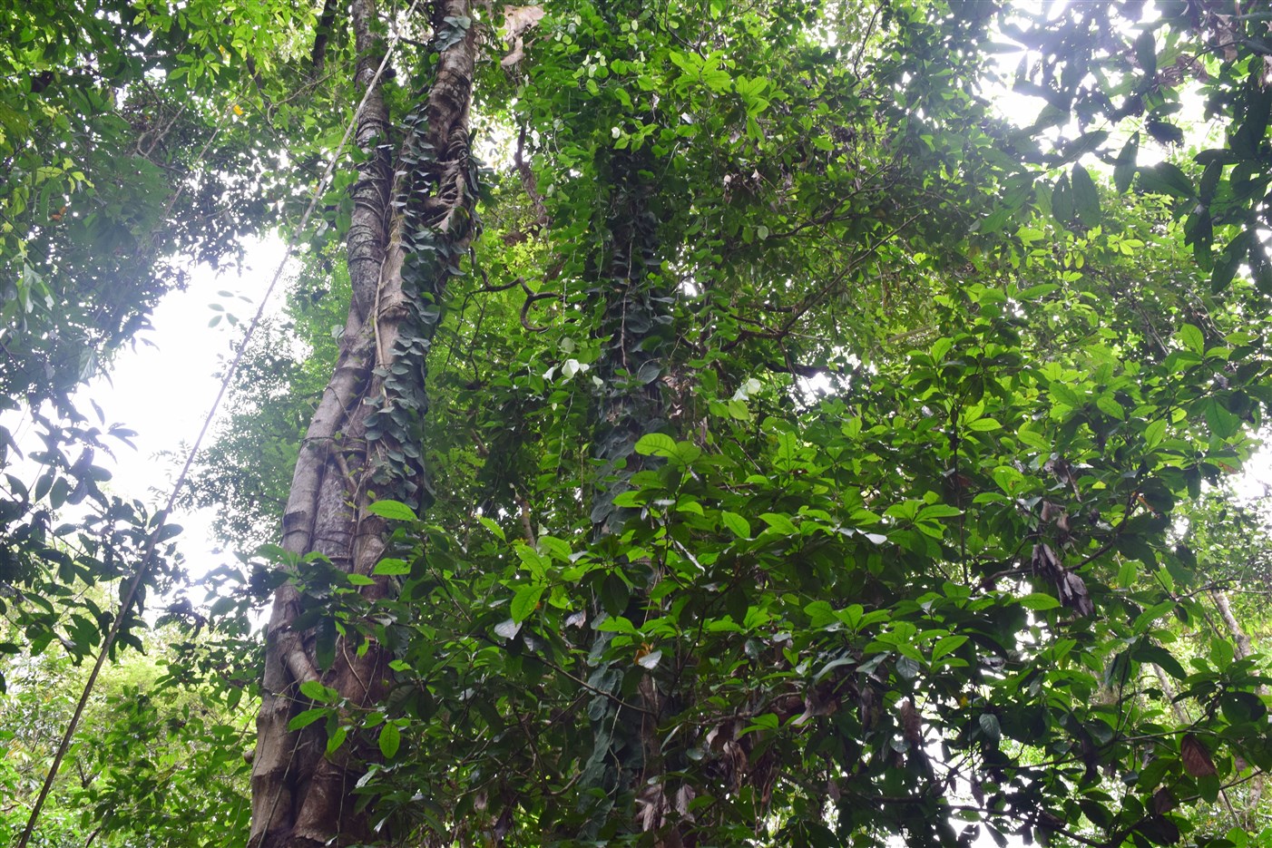 sukau kinabatangan (26)
