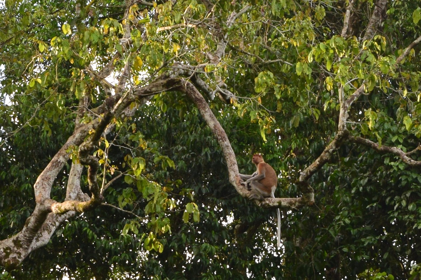 sukau kinabatangan (8)
