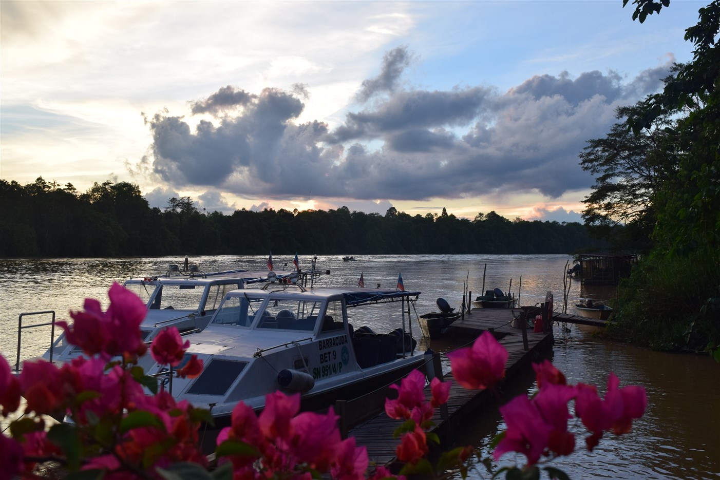 sukau rainforest resort (20)