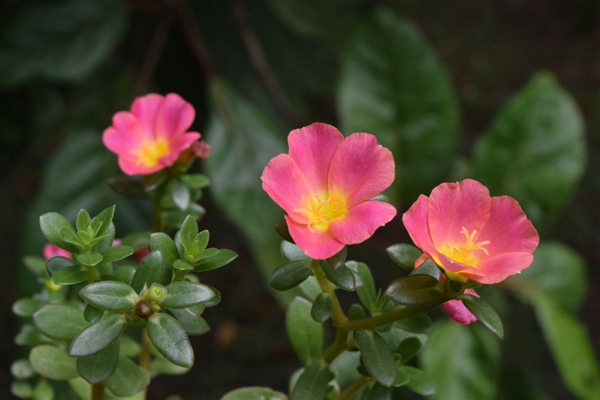 sukau rainforest resort (21)