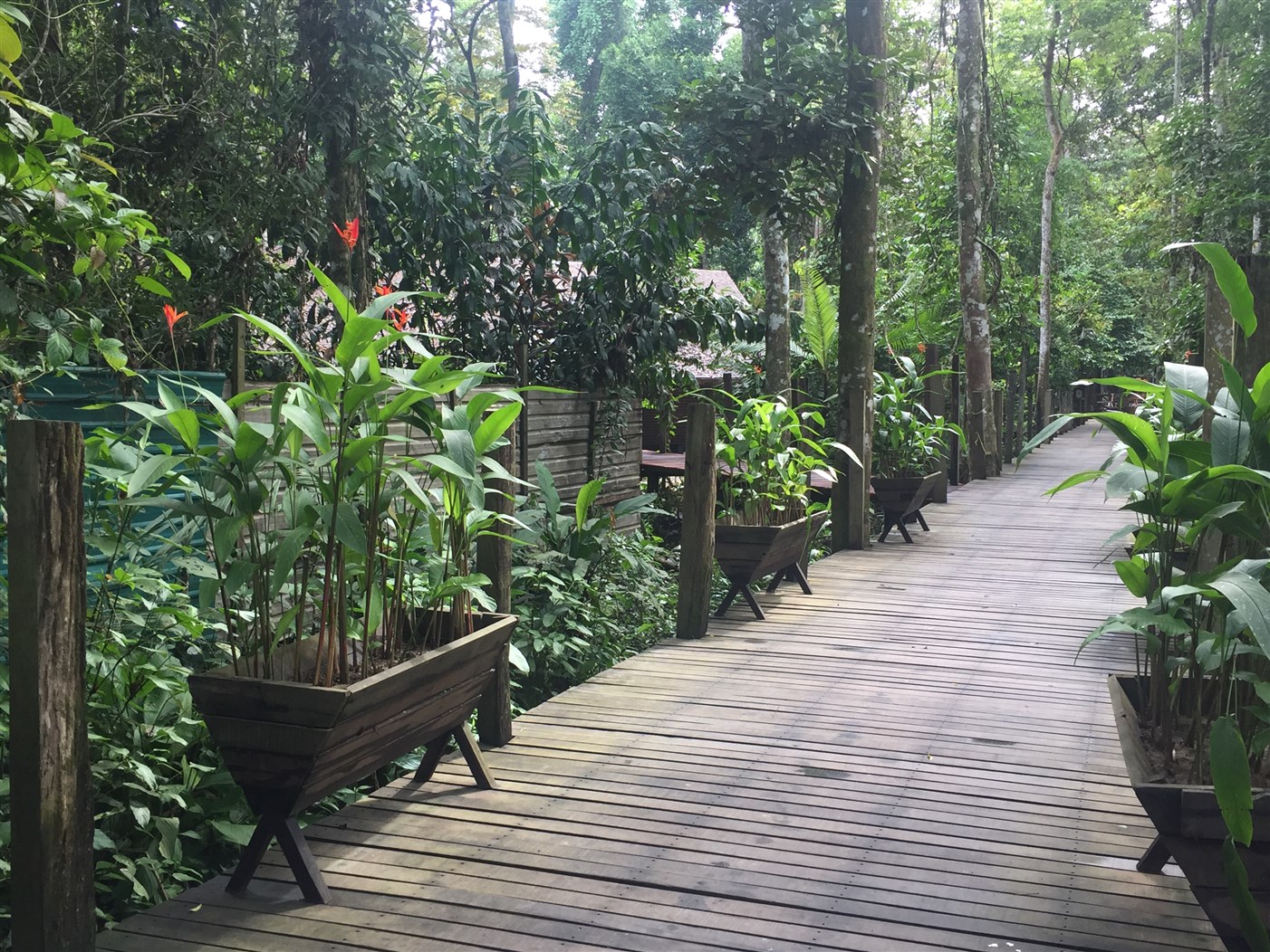 sukau rainforest resort (7)