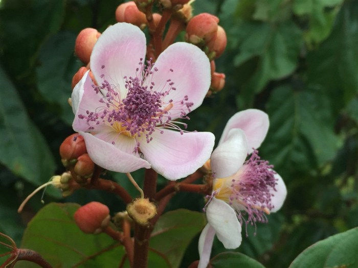 medical mission trip lumampau sipitang sabah, bixa orellana, lipstick tree, 紅木, 胭脂樹