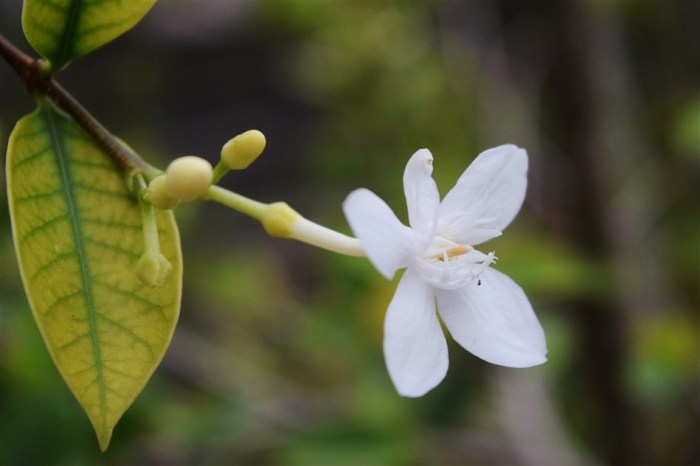 wrightia, arctic snow, white flower, true friendship