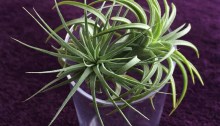 air plant, oxygen plant, change, thriving