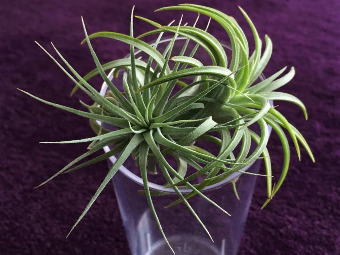air plant, oxygen plant, change, thriving