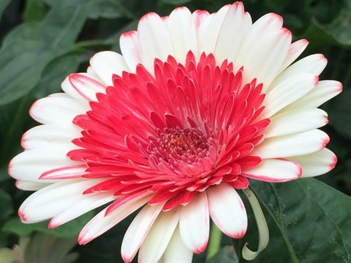 The tea plantation was commercialised and we had to pay an entrance fee of RM2 per person to go neat the tea plants. Looking closely we realised there was actually nothing much to see apart from the harvested tea plants so after we came back up to the entrance, we decided to continue our journey uphill and forego having a cup of tea at the canteen-like restaurant that was packed with local tourists.