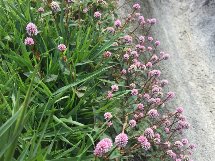 The tea plantation was commercialised and we had to pay an entrance fee of RM2 per person to go neat the tea plants. Looking closely we realised there was actually nothing much to see apart from the harvested tea plants so after we came back up to the entrance, we decided to continue our journey uphill and forego having a cup of tea at the canteen-like restaurant that was packed with local tourists.