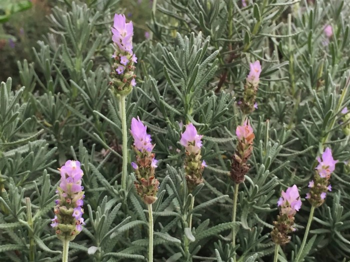 The tea plantation was commercialised and we had to pay an entrance fee of RM2 per person to go neat the tea plants. Looking closely we realised there was actually nothing much to see apart from the harvested tea plants so after we came back up to the entrance, we decided to continue our journey uphill and forego having a cup of tea at the canteen-like restaurant that was packed with local tourists.